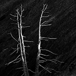 d&uuml;rre b&auml;ume